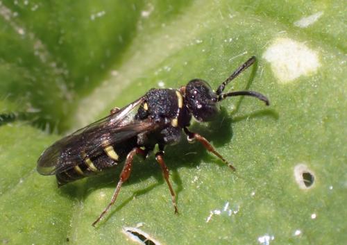 Nysson sp.
